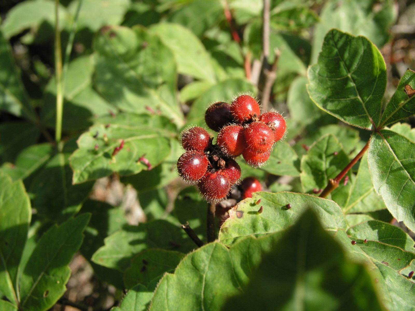 20060725162431 Fragrant Sumac (Rhus aromatica) - Misery Bay, Manitoulin Island.JPG